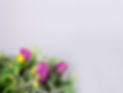sustainable-flowers.jpg