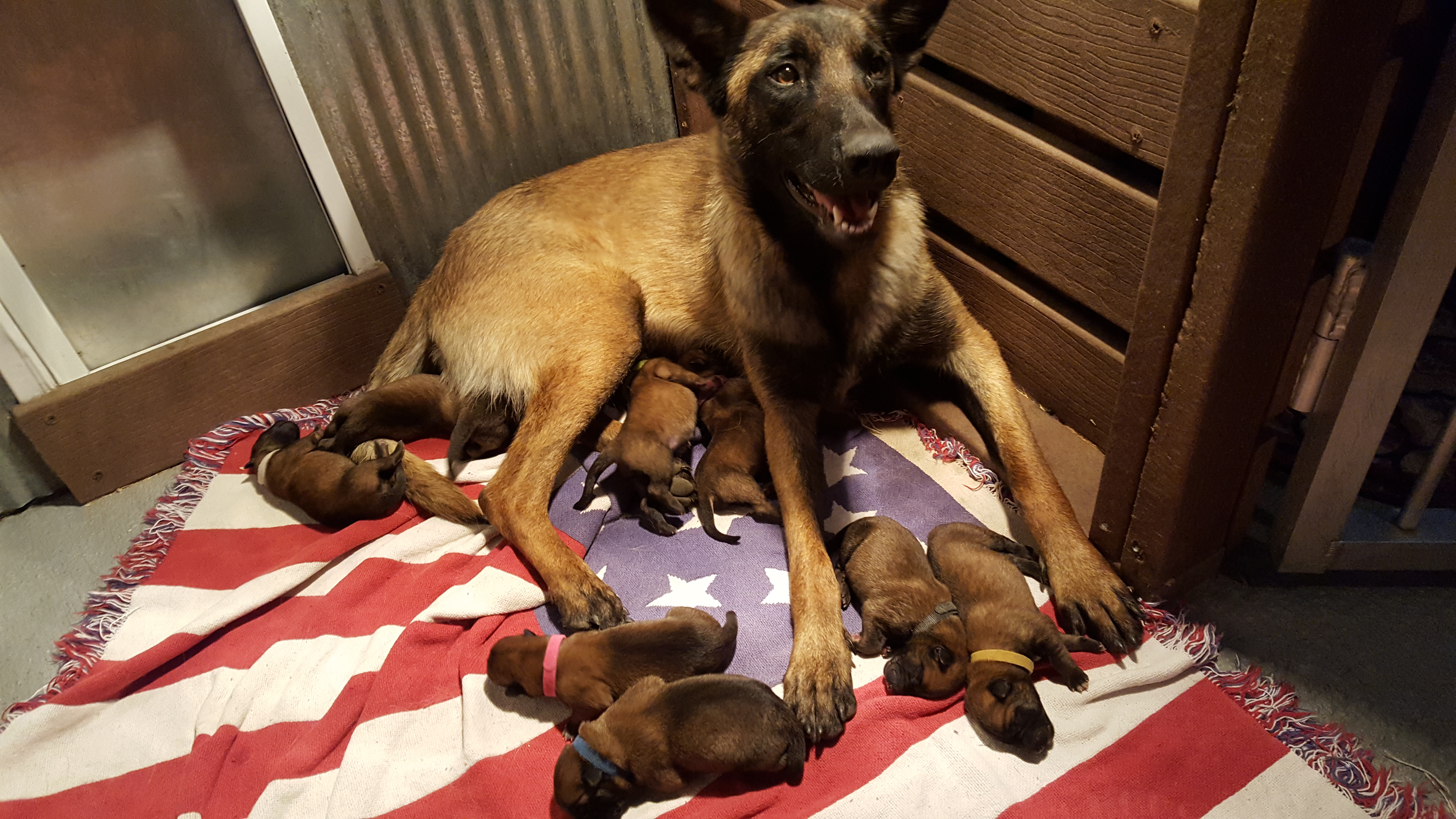 belgian shepherd malinois puppies for sale