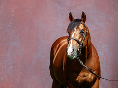 Worldwide celebrations for Olympic Glory and Toronado
