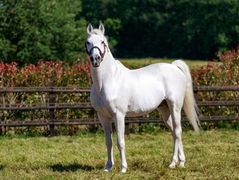 More blacktype for Dahess