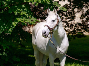 Dahess keeps shining at G1 level