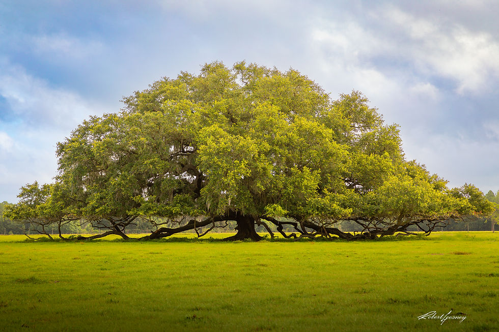 Trees