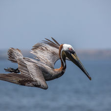Pelican-13.jpg