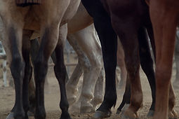 Horse Legs_edited.jpg