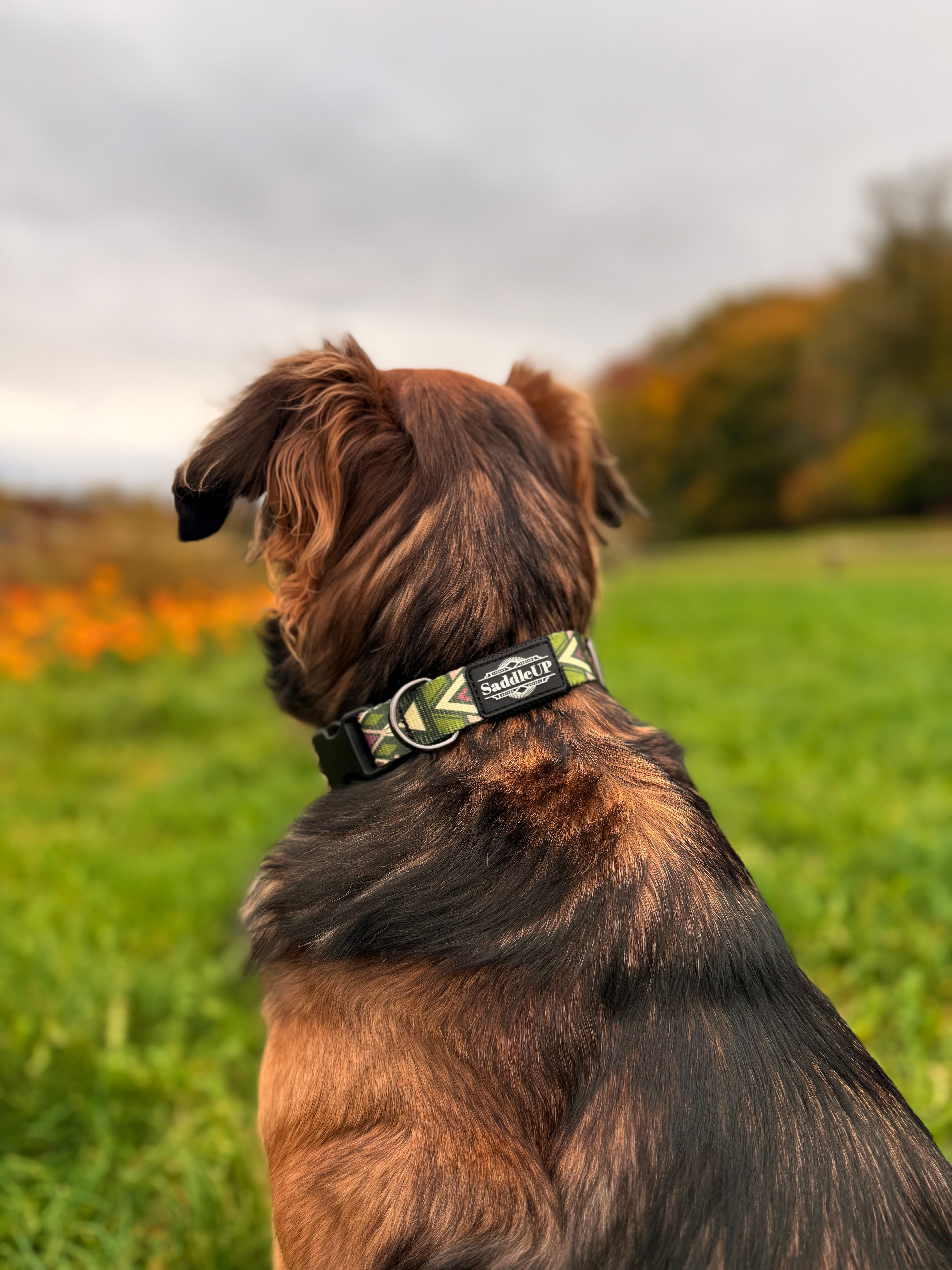 Dog Collar - Forest