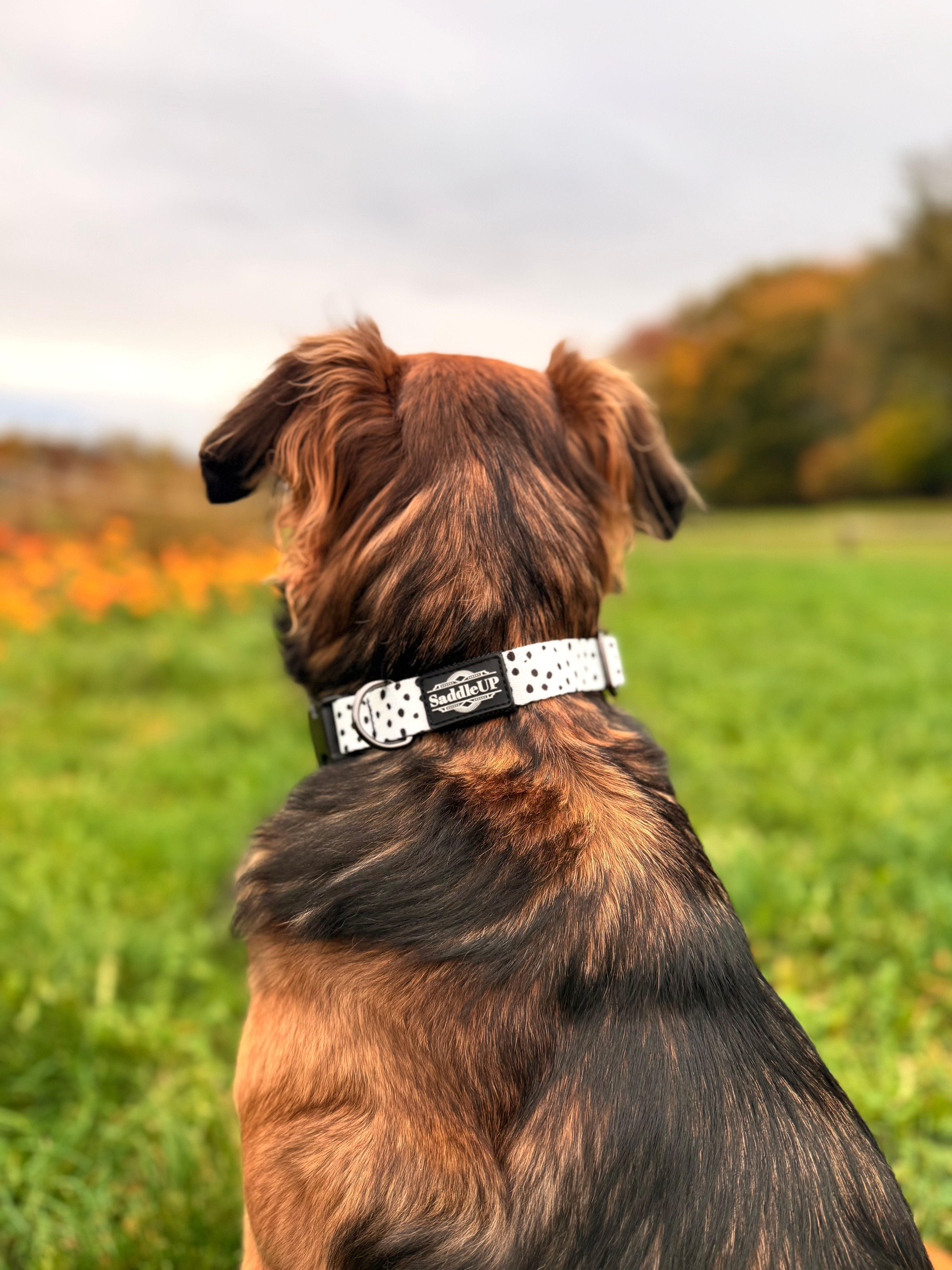 Dog Collar - Dotty