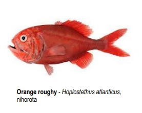 Orange Ruggin Fish New orange roughy limit ‘bare minimum’ for troubled fishery ...