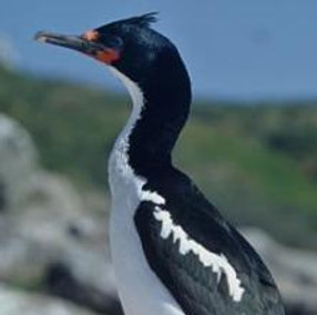 Chatham shag cropped.jpg