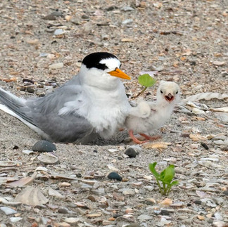 Tara iti | fairy tern