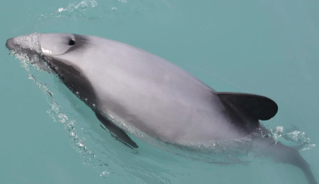 Māui dolphin