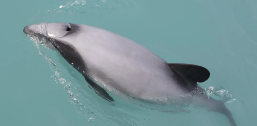 Māui dolphin