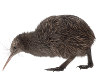 Kiwi Bird
