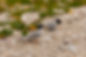 FairyTerns_pullmanphotography.co.nz.JPG