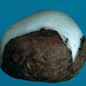 Fischers egg fungus cropped.jpg