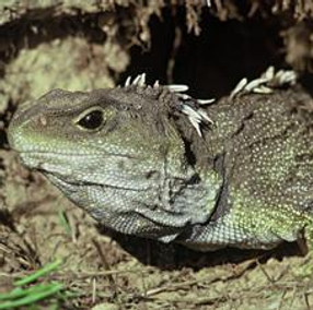 Tuatara cropped.jpg