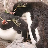 Eastern rockhopper penguin cropped.jpg