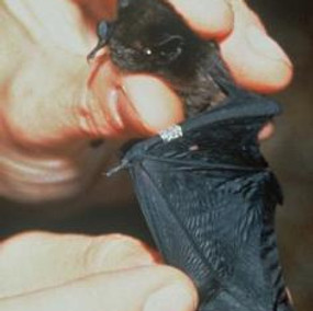 SI long tailed bat cropped.jpg