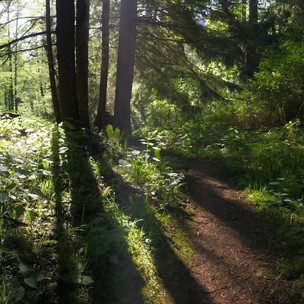 foresttrail.jpeg