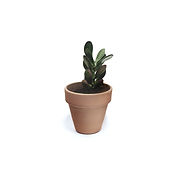 Succulent