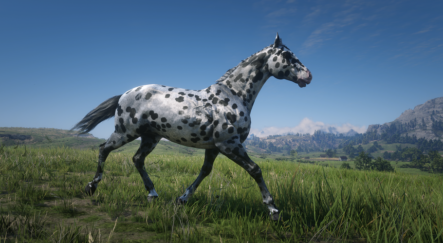 rdr2horses.wixsite.com_Appaloosa_Leopard2.png