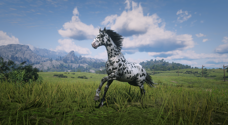 rdr2horses.wixsite.com_Appaloosa_Leopard1.png