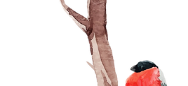 birds 17507524.png