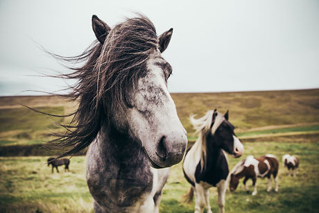 iceland-farm-horse.jpg