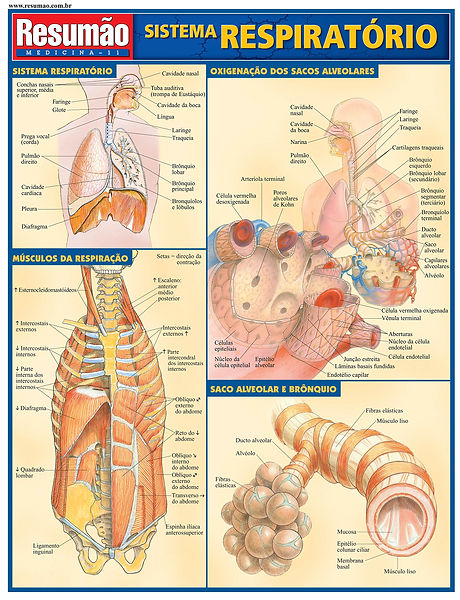 Sistema respiratório.jpg