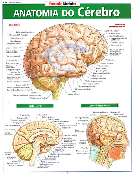 cerebro.jpg