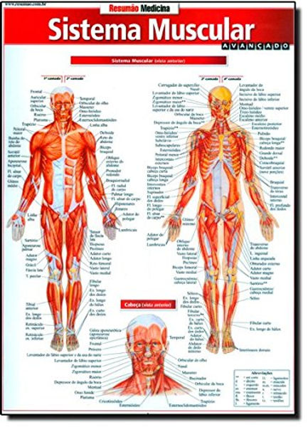 Sistema muscular.jpg