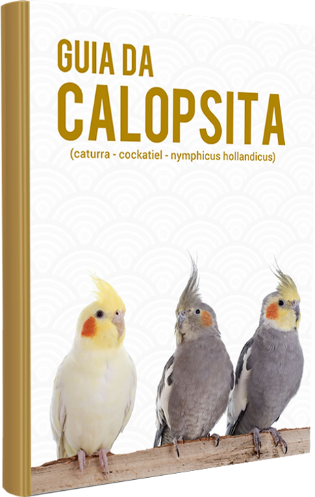 capa-ebook-guia.png