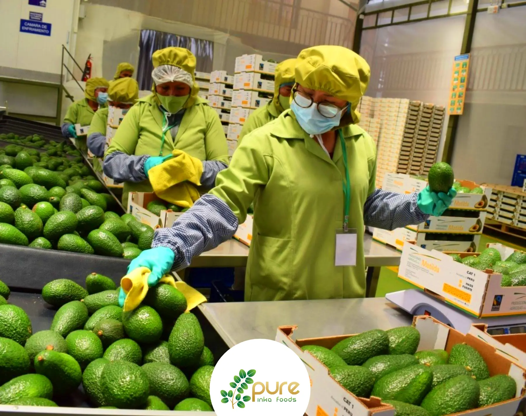 Food exports avocado peru