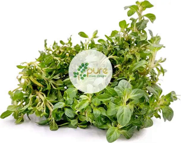 peruvian mint