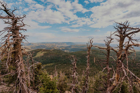 Views along the Virgin River Rim trail