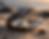The Hidden Pearl (AI-generated image)