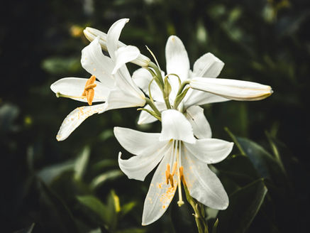 In Memory of Martha Chan
