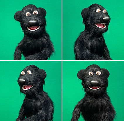 Black Bear