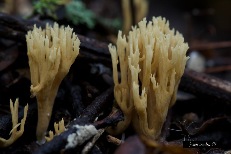 DSC_1877_4184