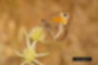 Fals faune - DSC_8217_12756