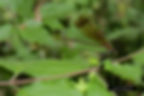 Calopteryx haemorrhoidalis - DSC_9267_12