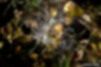 Raw Photo (14)