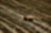 tivissa-gratallops-018 045_fhdr