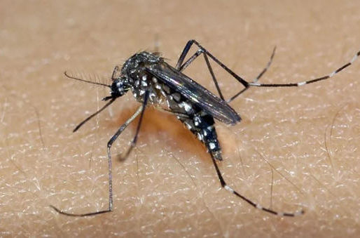Dengue provoca pelos menos 10 mortes em uma semana em Minas Gerais