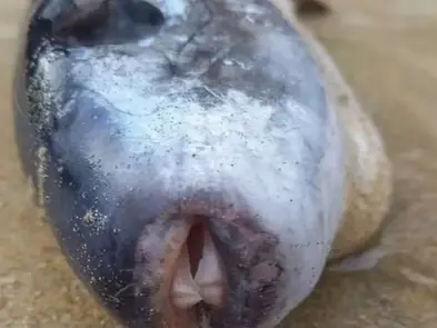 Veneno letal 1.200 vezes mais forte que cianeto é encontrado em peixe Lagocephalus lagocephalus