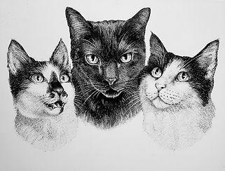 katherines-kittiesweb.jpg