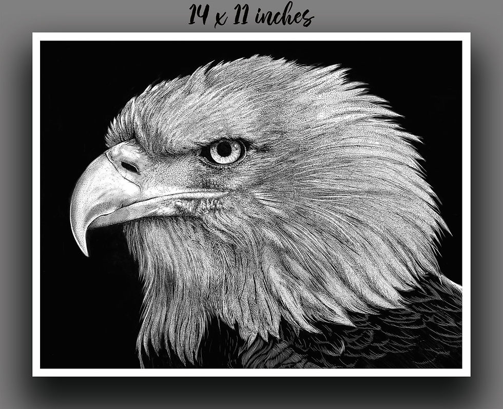 "Bald Eagle" Signed Print
