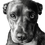 Thumbnail: Custom Pet Portrait