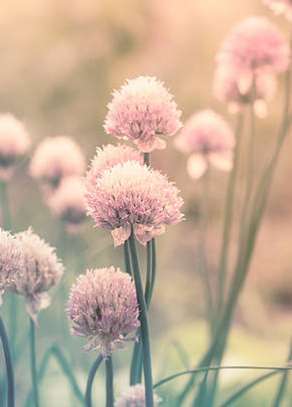 serene image of pastel-pink chives illuminated by the radiant sun