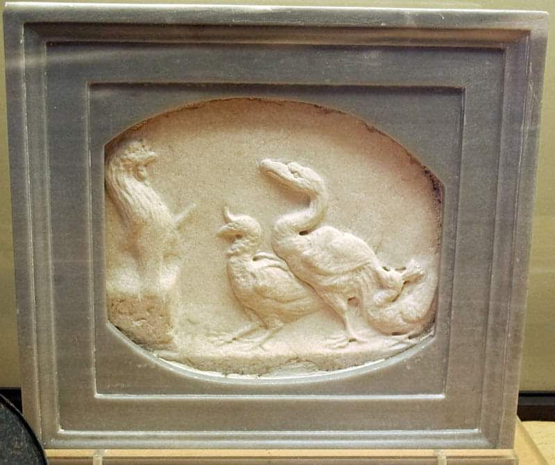 363. PTAKI ADORUJĄCE KOGUTA (SG)