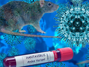 Hantavirus, allertati ospedali calabresi